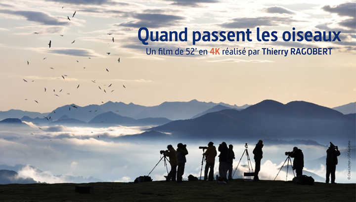 Film à découvrir : Quand passent les oiseaux